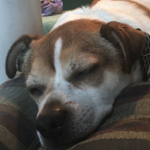 Meet your Posher, Sammy